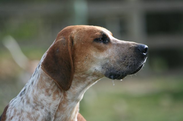 english foxhound