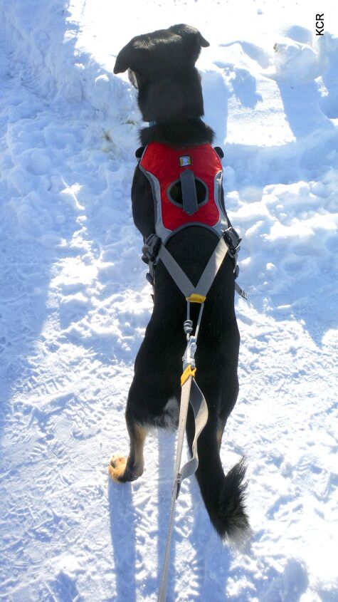 product review ruffwear omnijore joring system