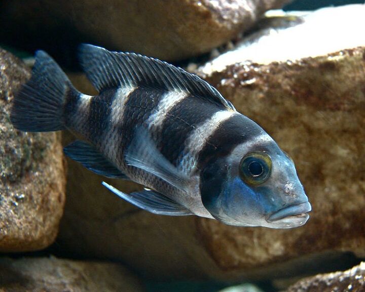 african cichlids