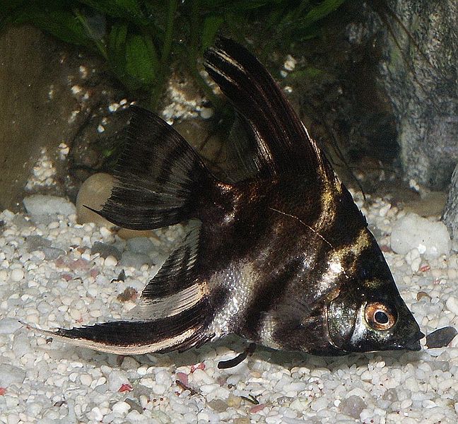 angelfish