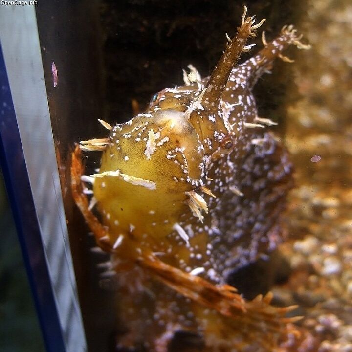 anglerfish