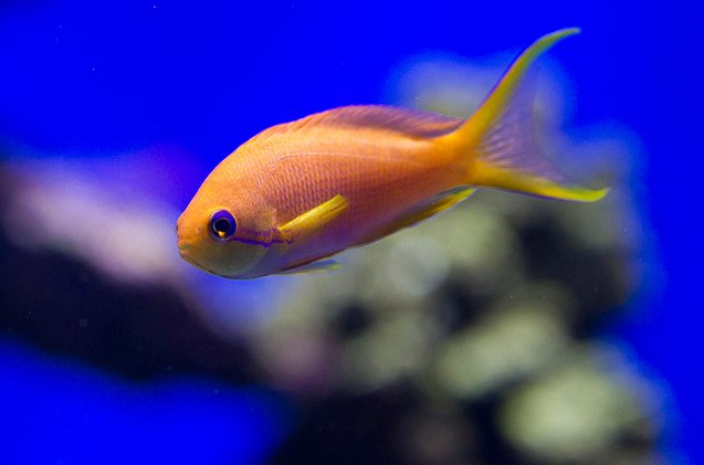 anthias