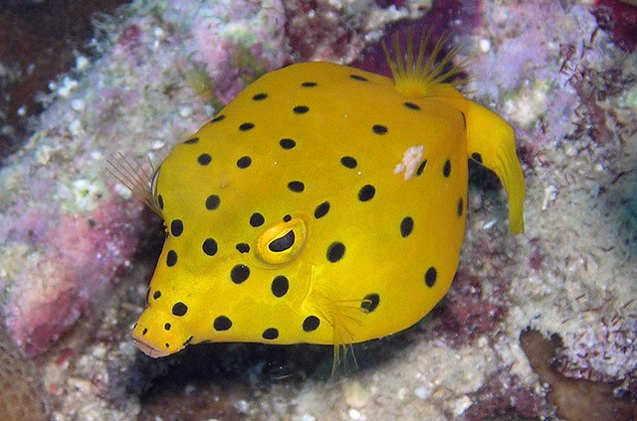 boxfish