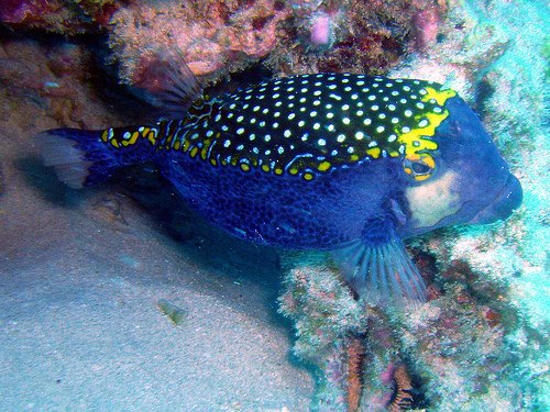 boxfish