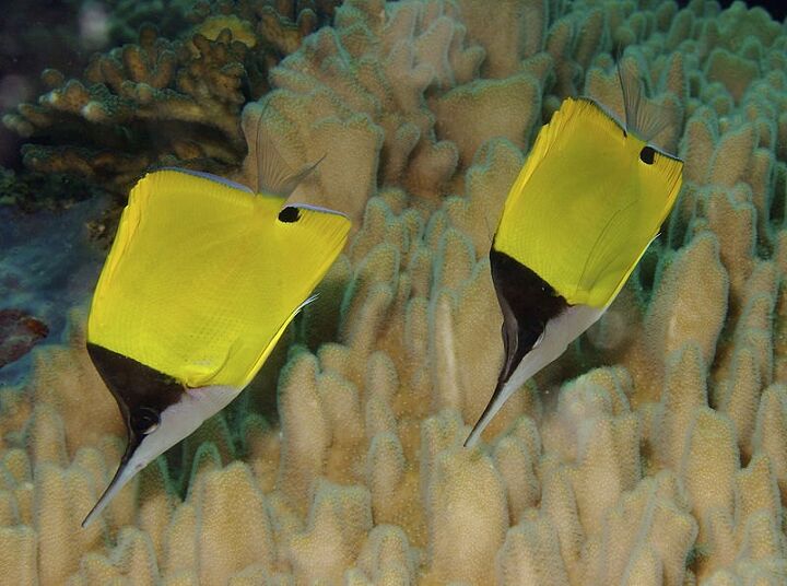 butterflyfish