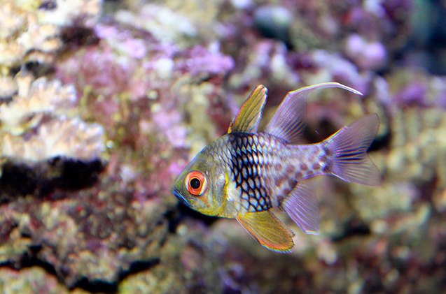 cardinalfish