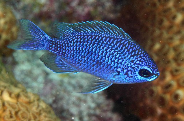 chromis