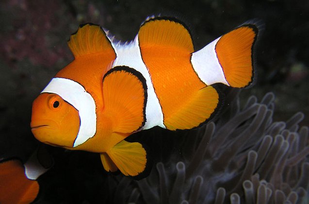 clownfish