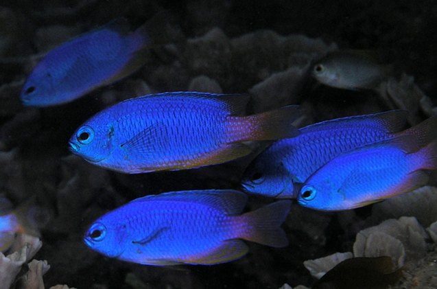 damselfish