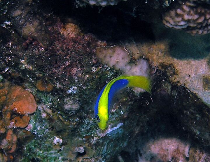 dottyback