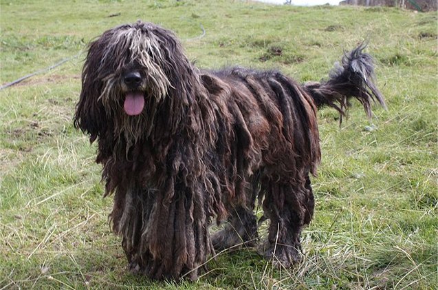 bergamasco