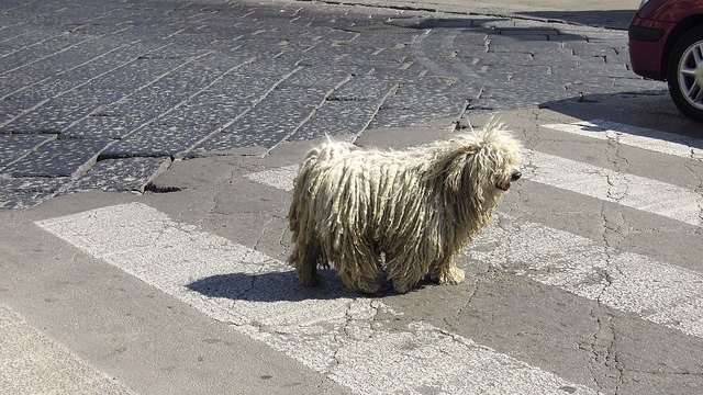 bergamasco