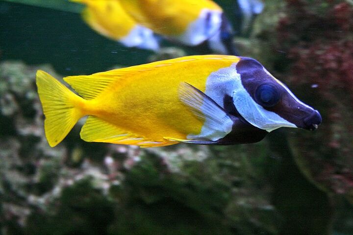 foxface rabbitfish