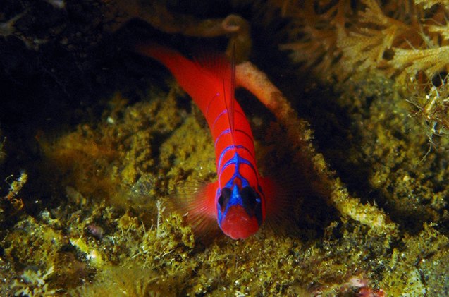 saltwater goby fish