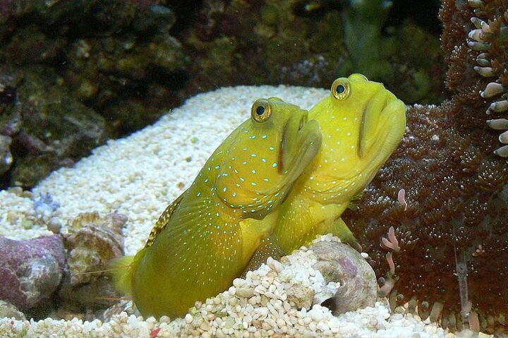 saltwater goby fish