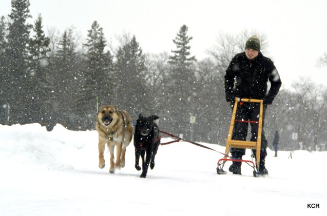 dogs get a kick out of kicksledding