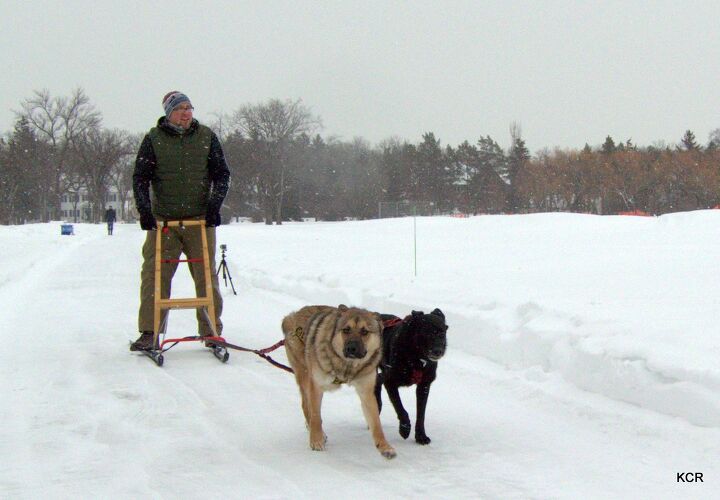 dogs get a kick out of kicksledding