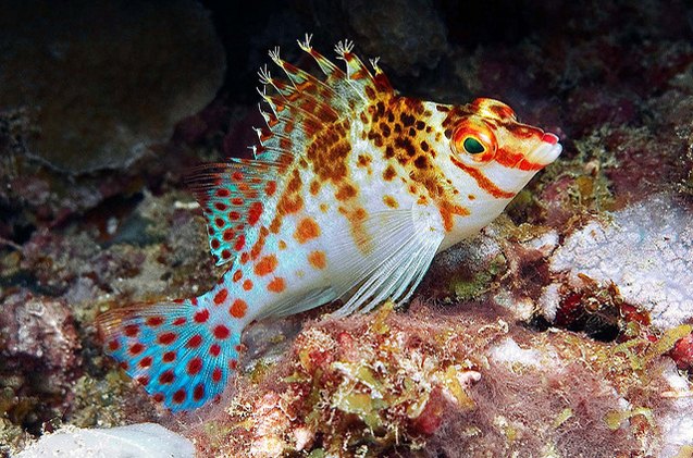 hawkfish