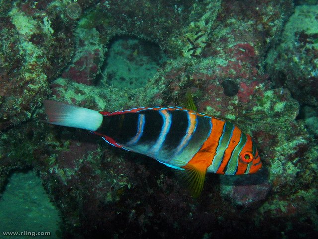 harlequin tuskfish