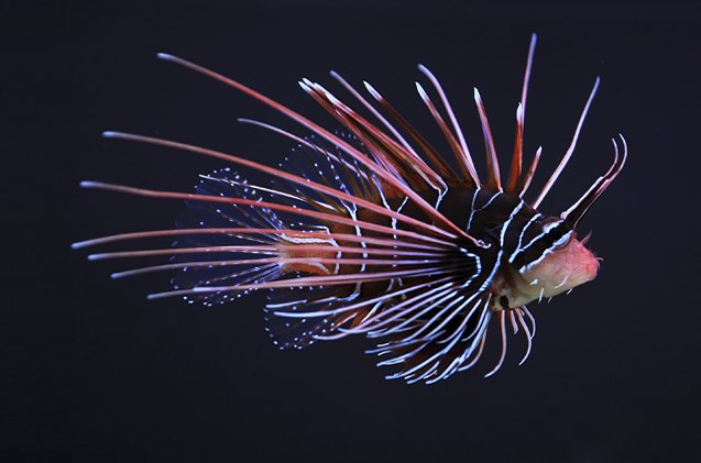 lionfish