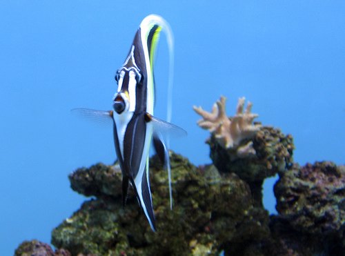 moorish idol