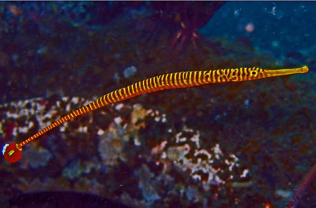 pipefish