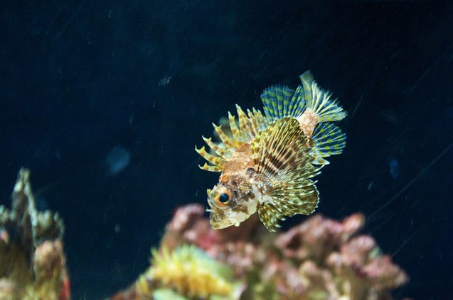 scorpionfish