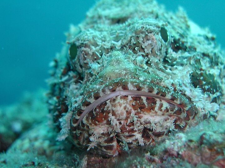 scorpionfish