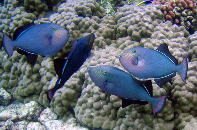 triggerfish