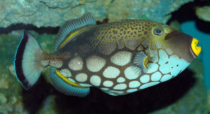 triggerfish