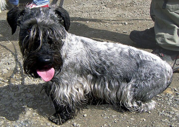 cesky terrier