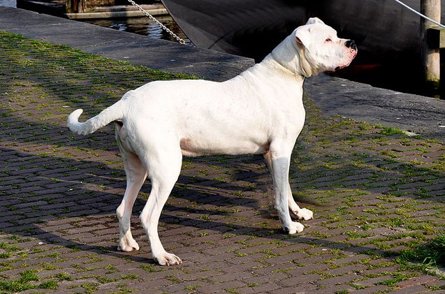 dogo argentino