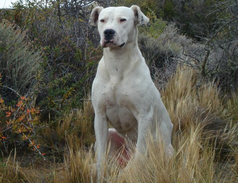 dogo argentino