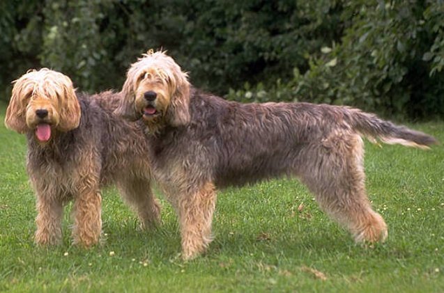 otterhound