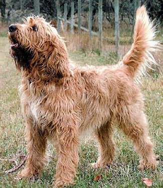 otterhound