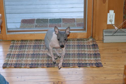 american hairless terrier