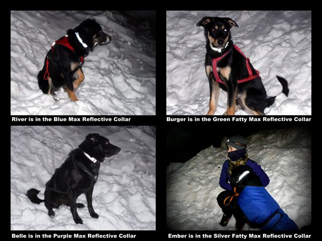 product review cycle dog max reflective collars