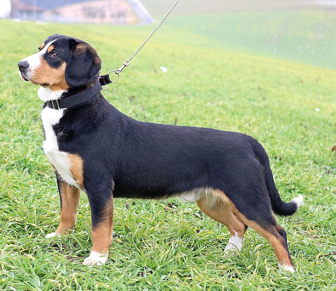 entlebucher mountain dog