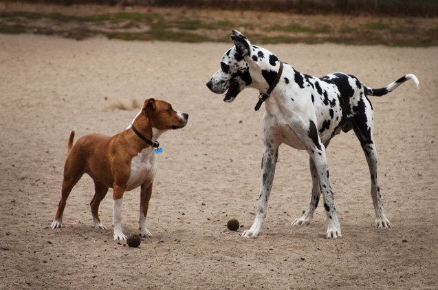 6 off leash tips for the dog park