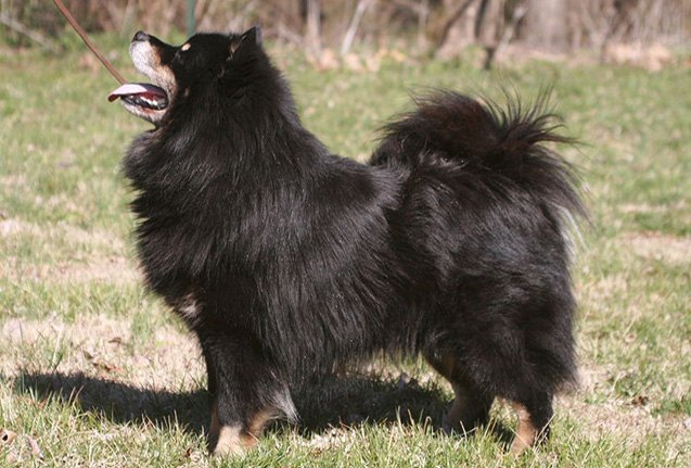 finnish lapphund