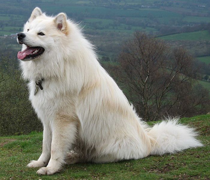 finnish lapphund