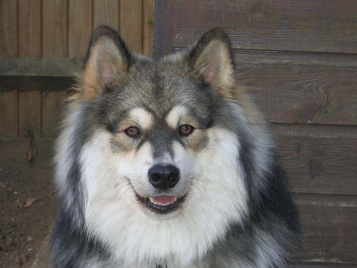 finnish lapphund