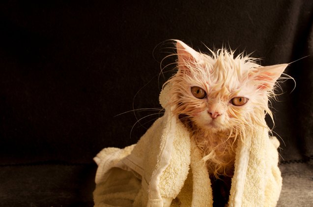 brushing and bathing your cat