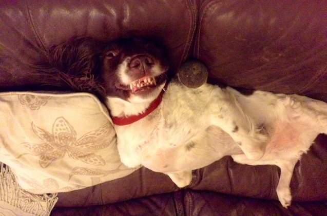 upside down dog of the week freddie