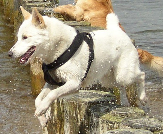 canaan dog