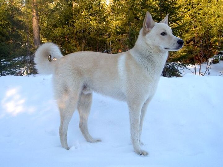 canaan dog