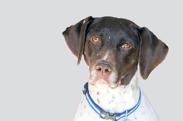 adoptable dog of the week katie