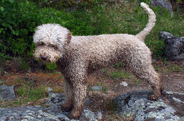 lagotto romagnolo