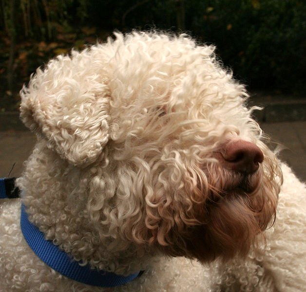 lagotto romagnolo