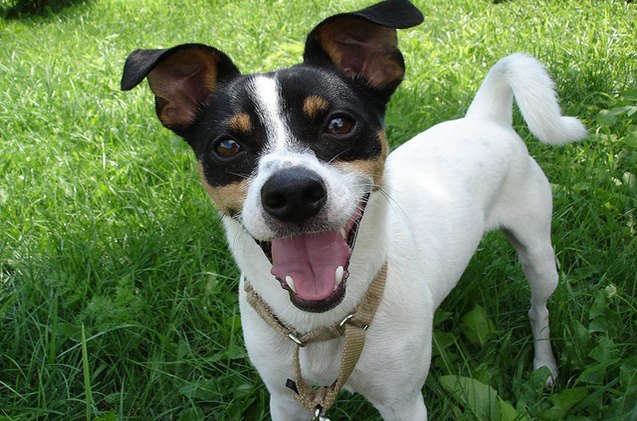 adoptable dog of the week kemp